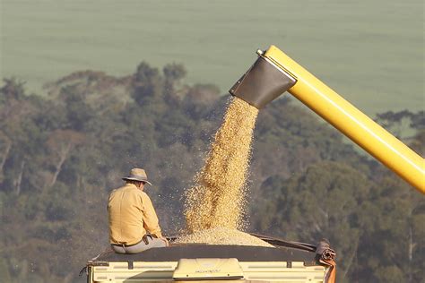 Safra De Gr Os No Paran Pode Chegar A Milh Es De