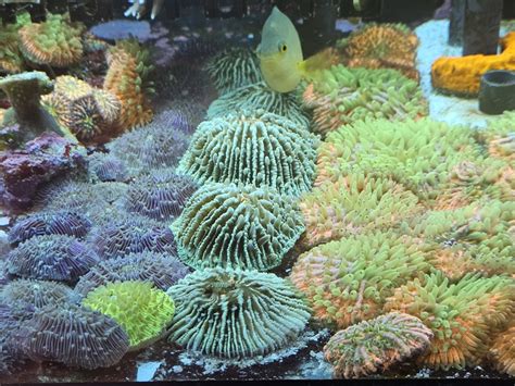 Korallen Ableger Meerwasser Aquarium In M Nchen Fische Aquaristik