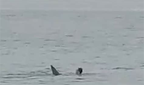 Shark attack: Tourist shouts 'Papa' as he is mauled to death in Egypt