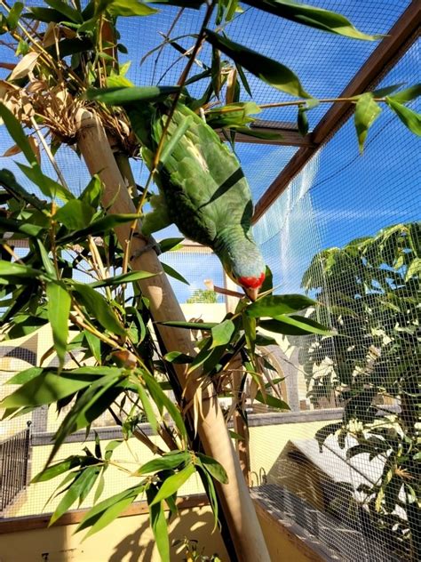 Enjoying his new aviary. : r/parrots