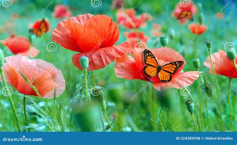 Colorful Monarch Butterfly On Red Poppy Flowers Stock Photo Image Of