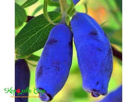 Саженец Жимолость Голубое Веретено – купить с доставкой по Крыму и ...