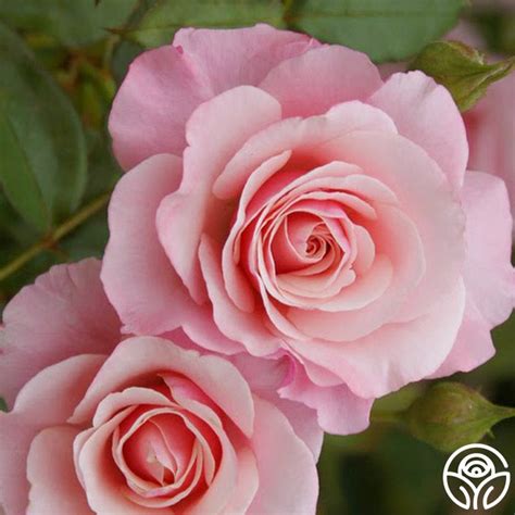 Our Lady Of Guadalupe™ Heirloom Roses