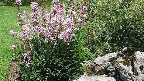 Сколько стоит корень Ясенец? Ответов на вопрос: 21