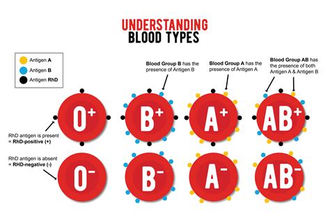 Blood Types And Their Meanings
