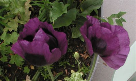 A Gay Wedding In Rome Hear Our Voices