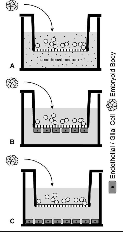 Figure 1 from Neural Differentiation of Embryonic Stem Cells is Induced ...