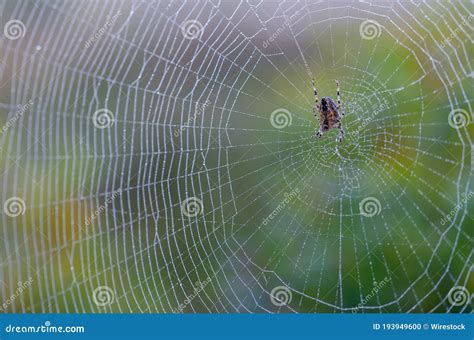 Fotograf A De Primer Plano De Una Ara A En El Centro De La Telara A