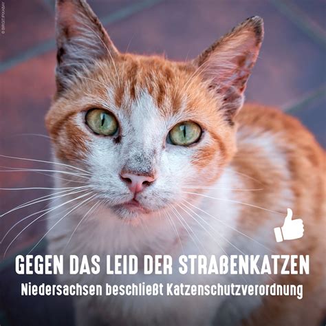 Senf Dazugeber Sen On Twitter RT Tierschutz Bund Vorbild In