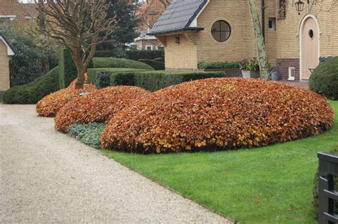 Фитопластика в ландшафтном дизайне (50 фото)