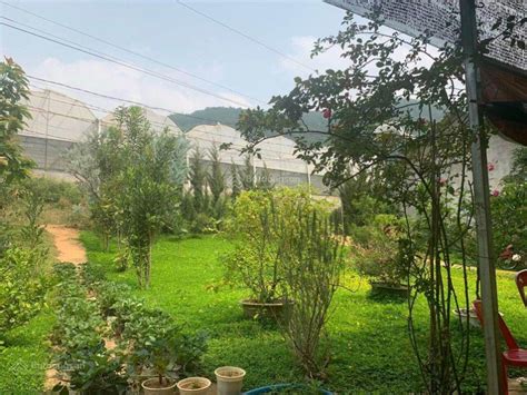 Đất Ven Đà Lạt Chill Phết Cùng Lắm Thì Mình Về Quê Mình Nuôi Cá Và