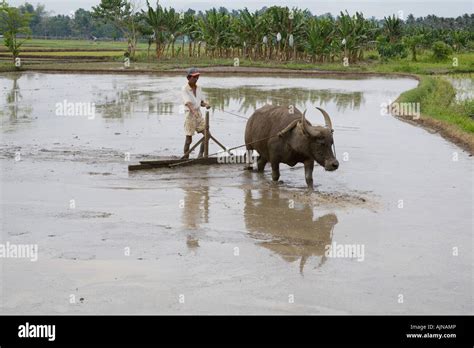 Carabao plowing rice field hi-res stock photography and images - Alamy