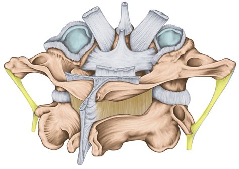 What Are The Intertransverse Ligaments Regenexx