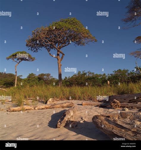 Tree Trees Wood Beach Seaside The Beach Seashore Central America