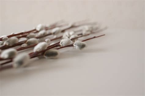 Pussy Willow Catkins Background Free Photo On Pixabay