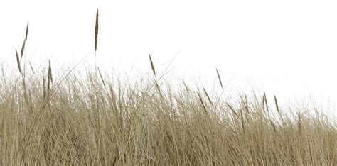 Wild Long Grass Png / Are you searching for grass png images or vector ...