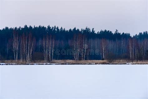 Frozen Naked Forest Trees In Snowy Landscape Stock Photo Image Of Country Blizzard 110080670