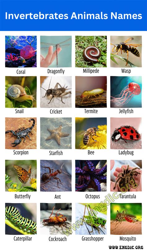 40 Invertebrates Animals Names With Pictures Facts And Types Engdic