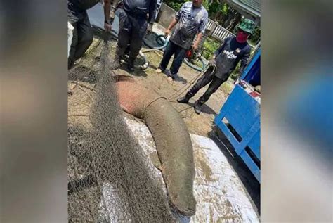 Giant Arapaima Fish That Injured Fisheries Dept Officers During Capture