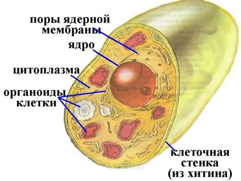 Грибная клетка: строение и особенности в рисунках
