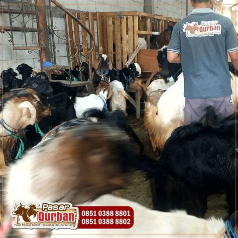 Wa 0851 0388 8801 Kurban Kambing Sidoarjo 2023 On Carousell