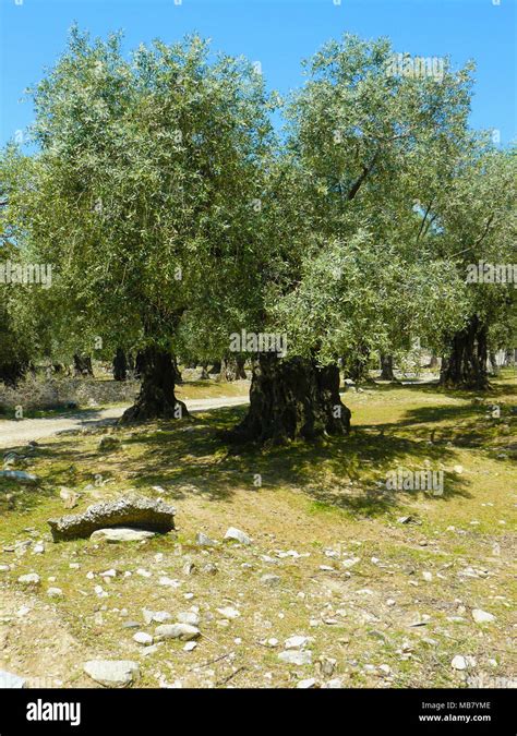 Olive Trees Mediterranean Olive Tree Forest With Centuries Old Olive