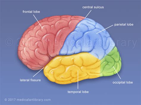 Brain Lobes - Medical Art Library 