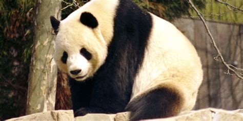 World’s Oldest Panda – level 1 | News in Levels