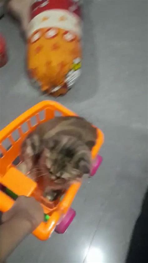 Pin di LaLa & Two Baby (BuBu & LuLu)