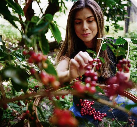 Getting the Best out of Brazilian Coffee - Barista Hustle