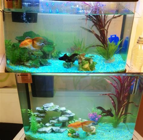 How To Change The Water In A Fish Tank The Easy Way