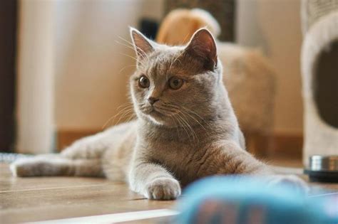 Mengapa Kucing Suka Mendengkur Ternyata Bisa Jadi Ini Alasannya