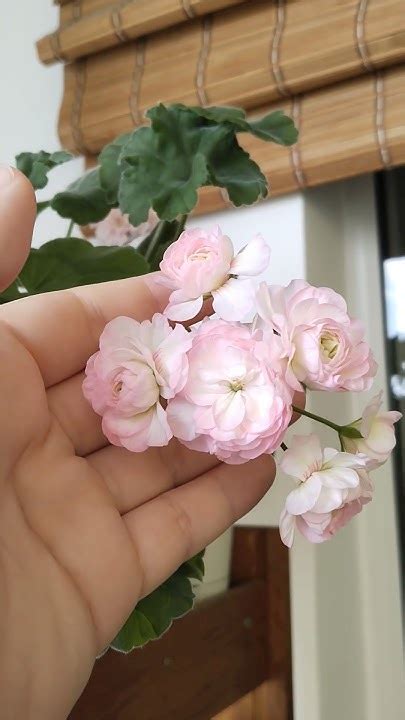 ТА-Эммануэль первое цветение #flowers #plants #пеларгония #герань # ...