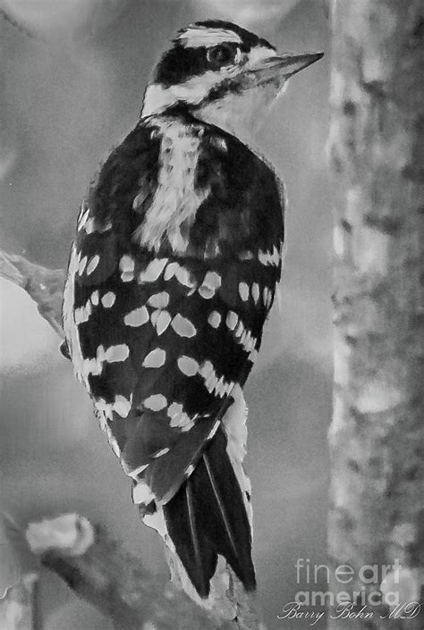 Bw Downy Woodpecker Photograph By Barry Bohn Fine Art America