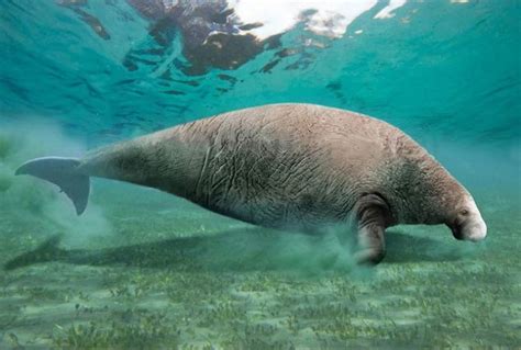 Steller's sea cow (Hydrodamalis gigas) | DinoAnimals.com