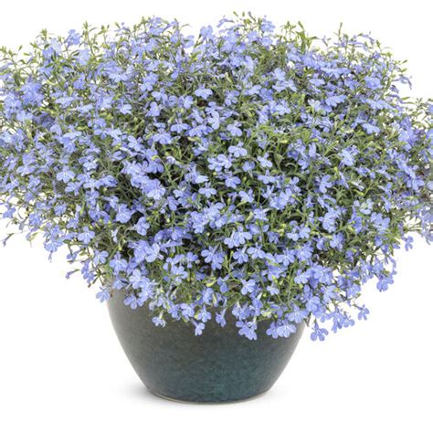 Laguna® Sky Blue - Lobelia erinus | Proven Winners