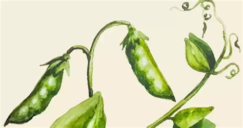 Сорта гороха полевого. Описание гороха полевого. Описание сортов гороха ...