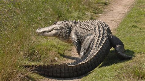 Alligator Vs Crocodile: Key Differences & Who Wins in a Fight