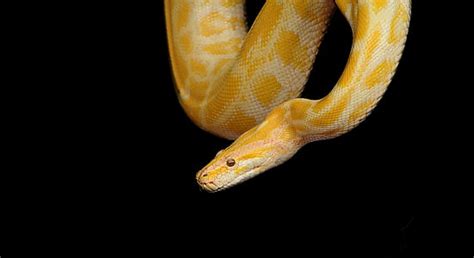 royalty  photo green snake pickpik