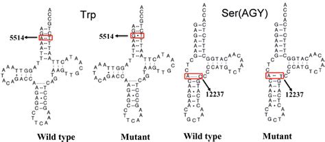 Cloverleaf Structures Of TRNATrp And TRNASer AGY Arrows Indicate The