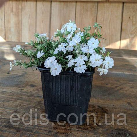 Купить Флокс шиловидный Bavaria (Бавария) белый с синим глазком, цена ...