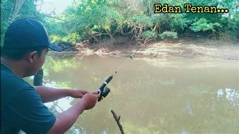 Mancing Ikan Baung Tawes Umpan Buah Sawit Peram Bulan Auto Panen