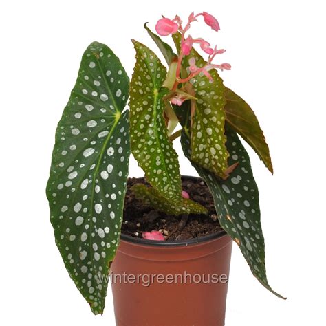 Begonia Maculata Double Dot, Double Dot, Cane Begonia - Pot Size: 4