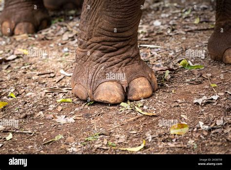 Foot Of A Wild Asian Elephant In The Jungle Of Cambodia South East