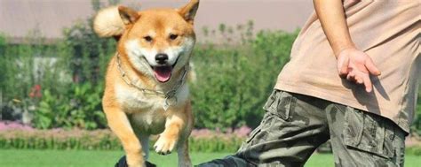 how to train your dog to behave