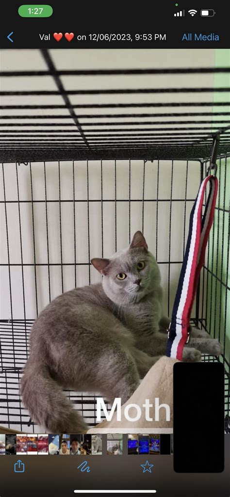 Does these cats look like a pure BSH? : r/britishshorthair