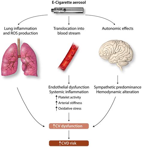 Icymi How E Cigarettes Can Break Your Heart Physicians For A Smoke