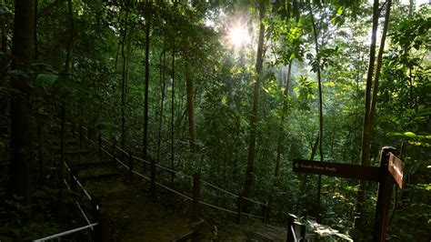 bukit timah nature reserve park review conde nast traveler