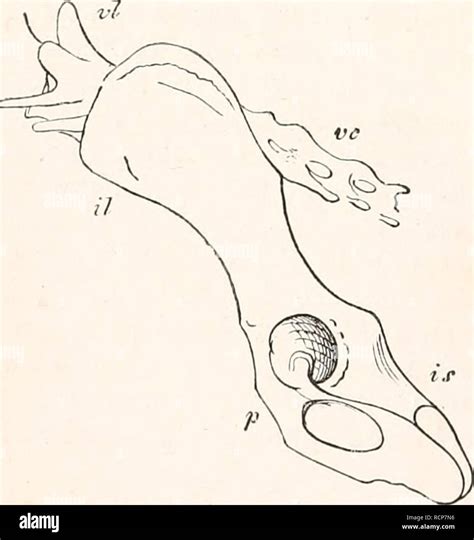 Elements Of Comparative Anatomy Anatomy Comparative Fig 271 View