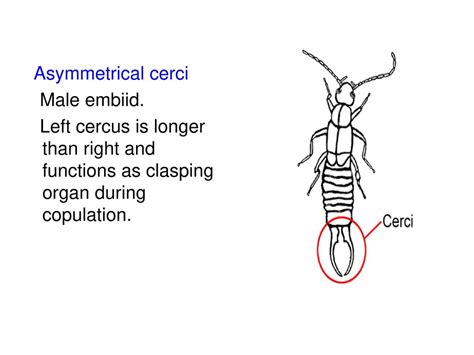 Abdomen Contains The Following Ppt Download